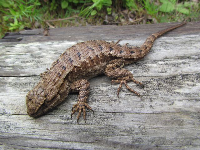 Fence Lizard